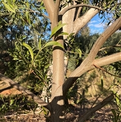 Acacia melanoxylon at Lankeys Creek, NSW - 31 Mar 2025 05:51 PM