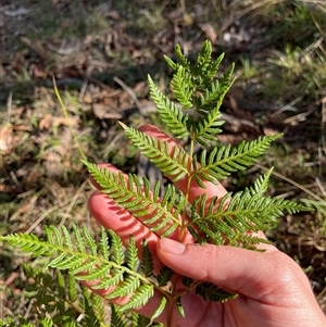 Pteridium esculentum at Lankeys Creek, NSW - 23 Mar 2025 04:26 PM