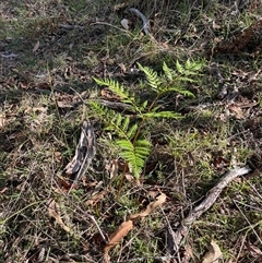 Pteridium esculentum at Lankeys Creek, NSW - 23 Mar 2025 04:26 PM