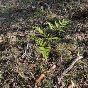 Pteridium esculentum at Lankeys Creek, NSW - 23 Mar 2025 04:26 PM