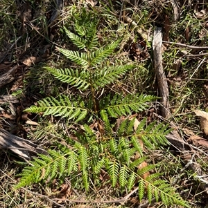 Pteridium esculentum at Lankeys Creek, NSW - 23 Mar 2025 04:26 PM