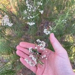 Cassinia at Lankeys Creek, NSW - 5 Mar 2025 06:12 PM