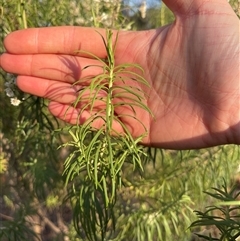 Cassinia at Lankeys Creek, NSW - 5 Mar 2025 06:12 PM