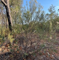 Cassinia at Lankeys Creek, NSW - 5 Mar 2025 06:12 PM