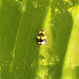 Illeis galbula at Sawyers Gully, NSW - 3 Apr 2025 06:10 PM