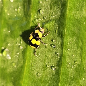 Illeis galbula at Sawyers Gully, NSW - 3 Apr 2025 06:10 PM