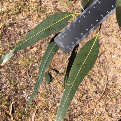 Eucalyptus goniocalyx subsp. goniocalyx at Crowther, NSW - 3 Apr 2025 by Frecko