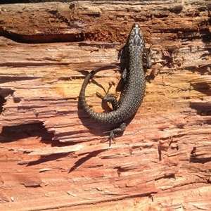 Egernia striolata at Crowther, NSW - 27 Jun 2024 11:11 AM