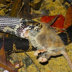 Hoplocephalus stephensii at Bandon Grove, NSW - suppressed