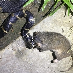 Hoplocephalus stephensii at Bandon Grove, NSW - suppressed