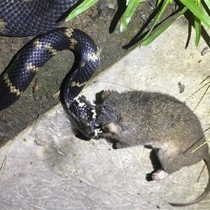 Hoplocephalus stephensii at Bandon Grove, NSW - suppressed