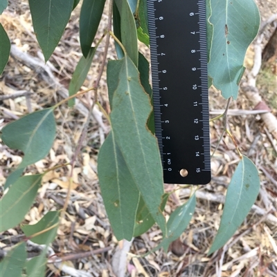 Eucalyptus globulus subsp. bicostata at Crowther, NSW - 3 Apr 2025 by Frecko