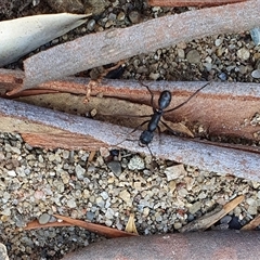 Rhytidoponera metallica at Bowning, NSW - suppressed