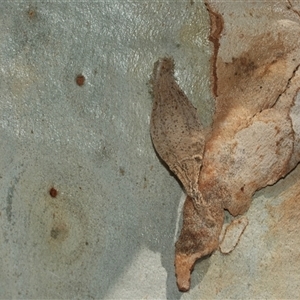 Hyalarcta nigrescens at Bruce, ACT - 2 Apr 2025 01:51 PM