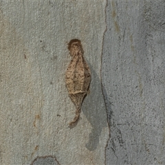 Hyalarcta nigrescens at Bruce, ACT - 2 Apr 2025 01:51 PM