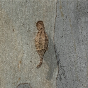 Hyalarcta nigrescens at Bruce, ACT - 2 Apr 2025 01:51 PM