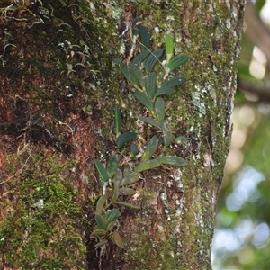 Dockrillia linguiformis at Jamberoo, NSW - suppressed