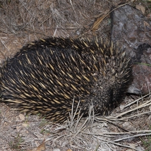 Tachyglossus aculeatus at Throsby, ACT - 12 Mar 2025 10:51 AM