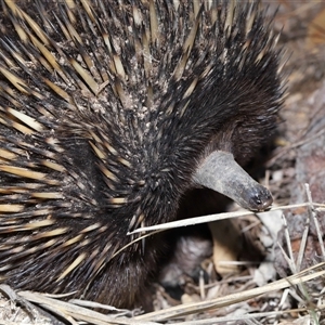 Tachyglossus aculeatus at Throsby, ACT - 12 Mar 2025 10:51 AM