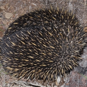 Tachyglossus aculeatus at Throsby, ACT - 12 Mar 2025 10:51 AM