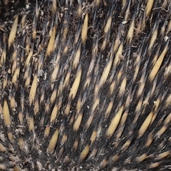 Tachyglossus aculeatus at Throsby, ACT - 12 Mar 2025 10:51 AM
