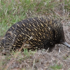 Tachyglossus aculeatus at Throsby, ACT - 12 Mar 2025 10:51 AM