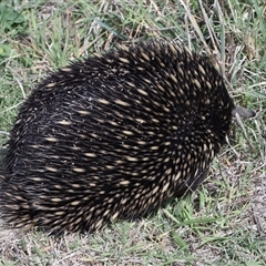 Tachyglossus aculeatus at Throsby, ACT - 12 Mar 2025 12:50 PM