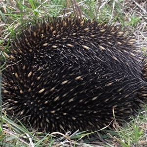 Tachyglossus aculeatus at Throsby, ACT - 12 Mar 2025 12:50 PM