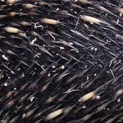Tachyglossus aculeatus at Throsby, ACT - 12 Mar 2025 12:50 PM