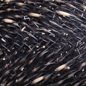 Tachyglossus aculeatus at Throsby, ACT - 12 Mar 2025 12:50 PM