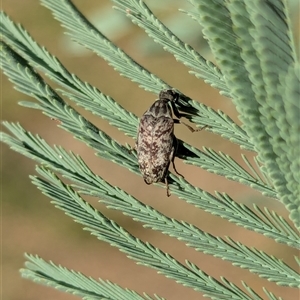 Ptilophorus persimilis at Holder, ACT - 1 Apr 2025 04:46 PM