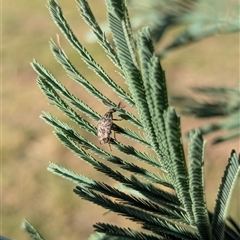 Ptilophorus persimilis at Holder, ACT - 1 Apr 2025 04:46 PM