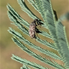 Ptilophorus persimilis at Holder, ACT - 1 Apr 2025 04:46 PM