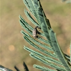 Ptilophorus persimilis at Holder, ACT - 1 Apr 2025 04:46 PM