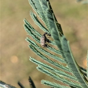Ptilophorus persimilis at Holder, ACT - 1 Apr 2025 04:46 PM