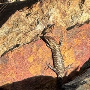 Egernia cunninghami at Hackett, ACT - 3 Apr 2025 05:04 PM