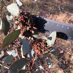 Eucalyptus sp. at Crowther, NSW - 3 Apr 2025 05:00 PM