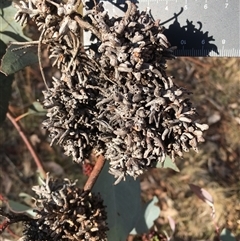 Eucalyptus sp. at Crowther, NSW - 3 Apr 2025 05:00 PM