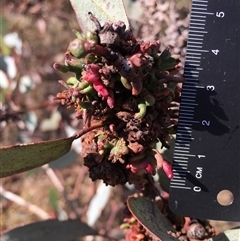 Eucalyptus sp. at Crowther, NSW - 3 Apr 2025 05:00 PM