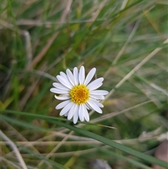 Brachyscome graminea (Grass Daisy) at Tinderry, NSW - 2 Apr 2025 by danswell