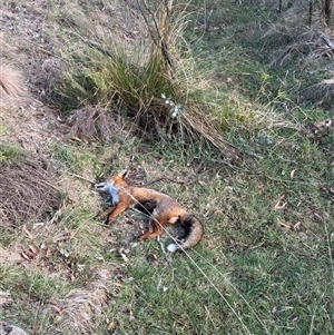 Vulpes vulpes at Hackett, ACT - 4 Apr 2025 08:30 AM