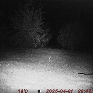 Wallabia bicolor at Bucketty, NSW - 1 Apr 2025 08:48 PM