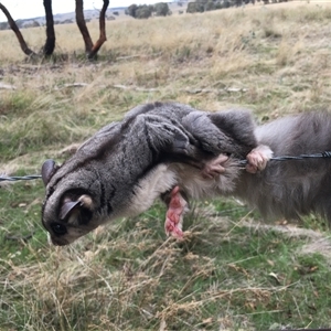 Petaurus norfolcensis at Crowther, NSW - 6 Apr 2023 12:00 PM