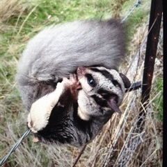 Petaurus norfolcensis at Crowther, NSW - 6 Apr 2023 12:00 PM