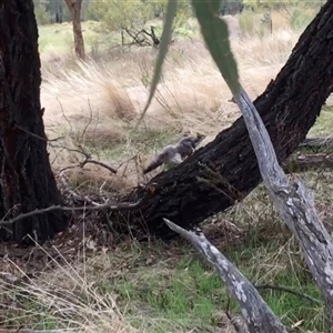 Petaurus norfolcensis at Crowther, NSW - 6 Apr 2023 12:00 PM