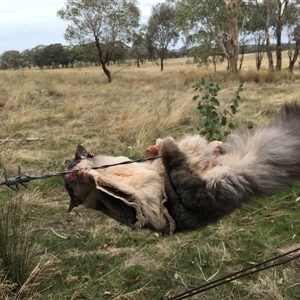 Petaurus norfolcensis at Crowther, NSW - 6 Apr 2023 12:00 PM