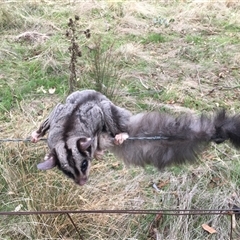Petaurus norfolcensis at Crowther, NSW - 6 Apr 2023 12:00 PM