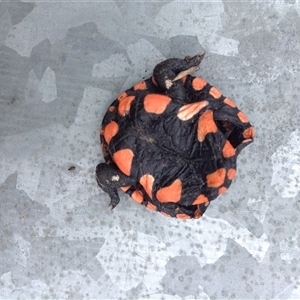Chelodina longicollis at Crowther, NSW - 26 Jun 2023 10:53 AM