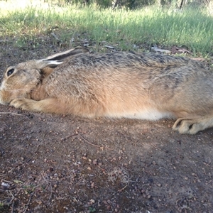 Lepus capensis at Crowther, NSW - 21 Oct 2023 08:11 AM