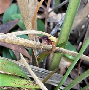 Chiloglottis reflexa at Berlang, NSW - suppressed